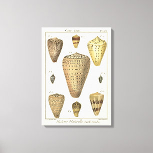 Vintage Cone Shells Canvas Print
