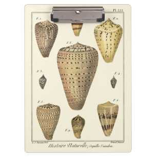 Vintage Cone Shells Clipboard