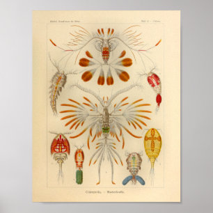 Vintage Copepoda Colour Ernst Haeckel Art Print