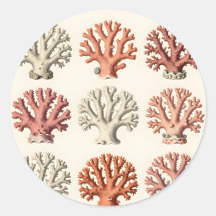 Vintage Coral Specimens Botanical Marine  Classic Round Sticker