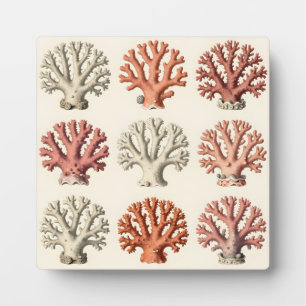Vintage Coral Specimens Botanical Marine  Plaque