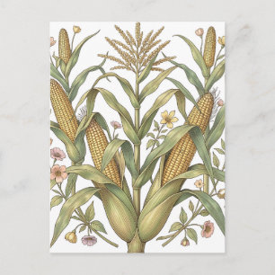 Vintage Corn Stalk Botanical Postcard