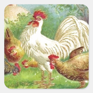 Vintage Country Rooster and Chickens Square Sticker