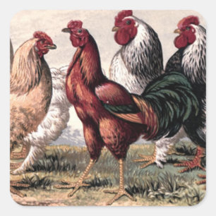 Vintage Country roosters animal sticker