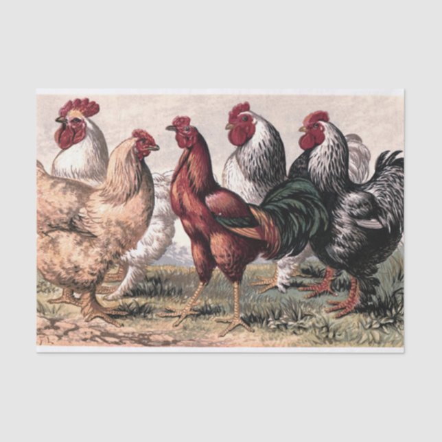 Vintage Country Roosters party tissue Tissue Paper (Front)
