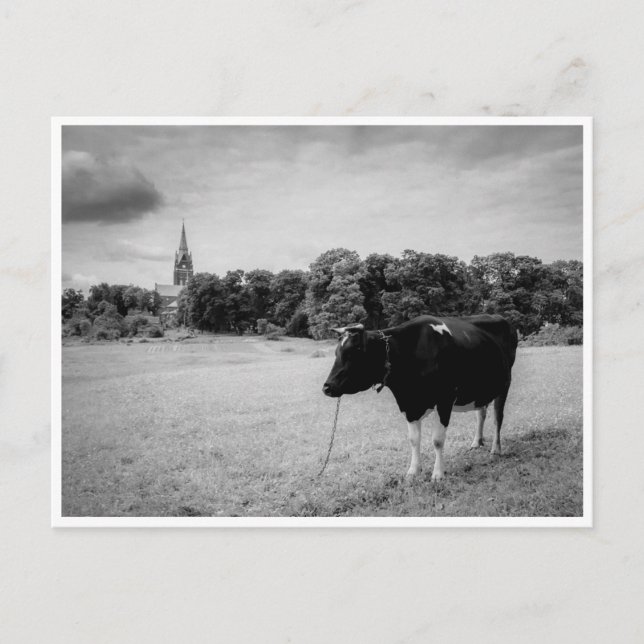 Vintage countryside with cow black/white postcard (Front)