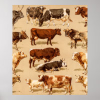 Vintage Cow Calf Bull Dairy Cows Farm Illustration