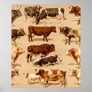 Vintage Cow Calf Bull Dairy Cows Farm Illustration Poster