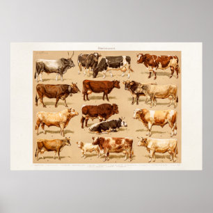 Vintage Cow Calf Bull Dairy Cows Farm Illustration Poster