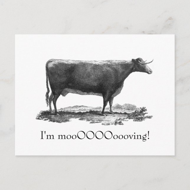 Vintage cow change of address card (Front)