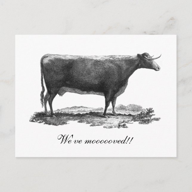 Vintage cow change of address card (Front)