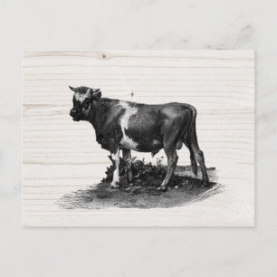 Vintage Cow lllustration  Postcard