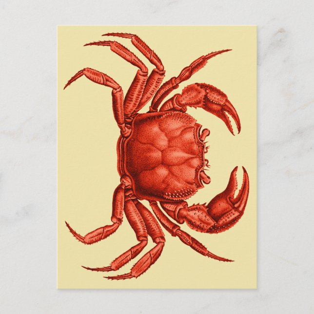 Vintage Crab Design Postcard (Front)