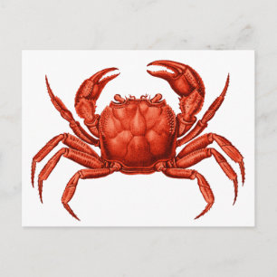 Vintage Crab Design Postcard