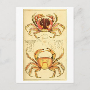 Vintage Crab Illustration Postcard