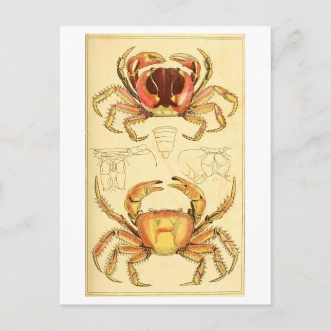 Vintage Crab Illustration Postcard (Front)
