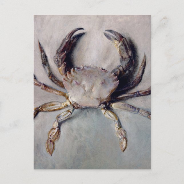 Vintage Crab Painting Postcard (Front)