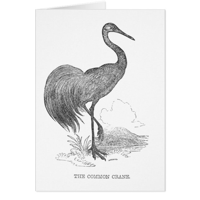 Vintage Crane Bird Pen and Ink Drawing (Front)