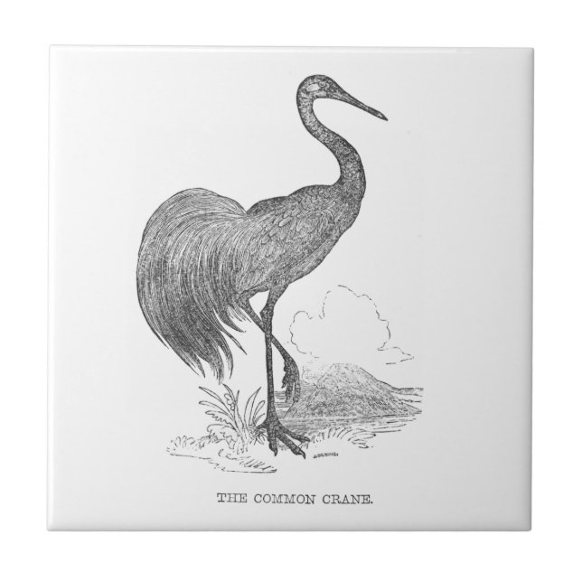 Vintage Crane Bird Pen and Ink Drawing Tile (Front)