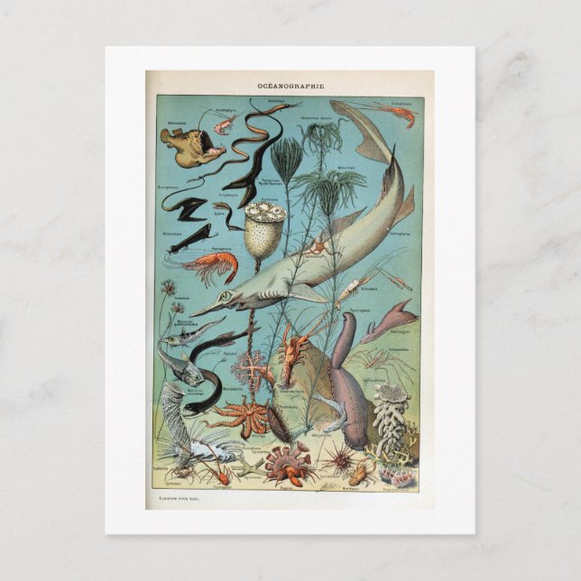 Vintage Creatures of the Ocean Sea Life Postcard (Front)