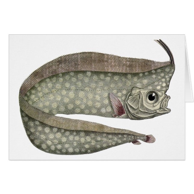 Vintage Crested Oarfish Fish, Marine Aquatic Life (Front Horizontal)