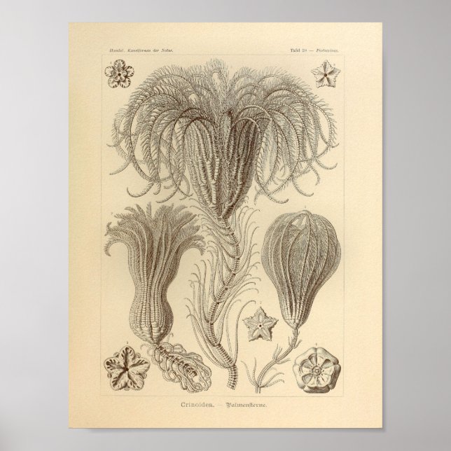 Vintage Crinoidea Colour Ernst Haeckel Print (Front)