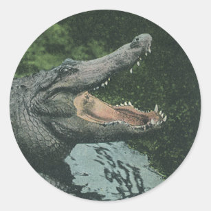 Vintage Crocodile Reptiles, Marine Animal Life Classic Round Sticker