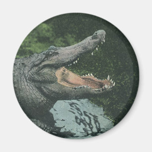 Vintage Crocodile Reptiles, Marine Animal Life Magnet