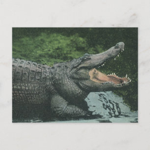 Vintage Crocodile Reptiles, Marine Animal Life Postcard