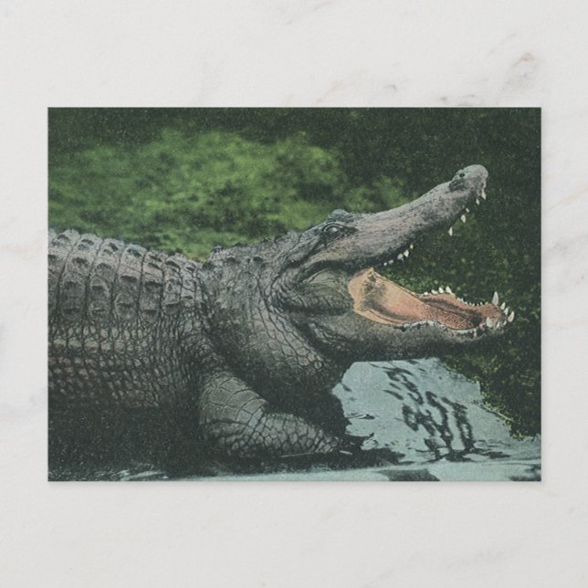Vintage Crocodile Reptiles, Marine Animal Life Postcard (Front)