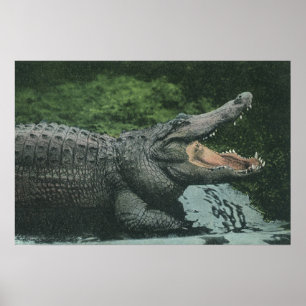 Vintage Crocodile Reptiles, Marine Animal Life Poster