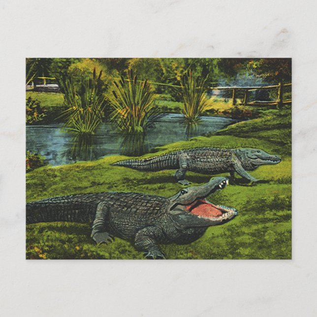 Vintage Crocodiles, Marine Life Reptiles Animals Postcard (Front)
