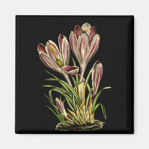 Vintage Crocus Flower Botanical Plants For Men And Magnet