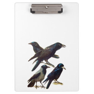 Vintage Crow and Raven Collage, Black Birds Clipboard
