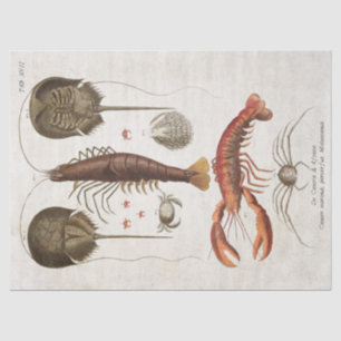 Vintage Crustacean Scientific Decoupage Tissue Paper