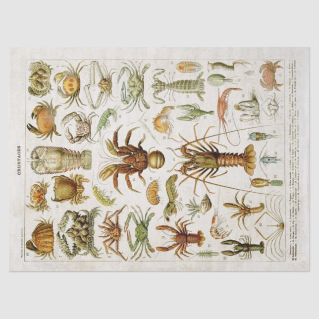 Vintage Crustaceans Marine Life Decoupage Tissue Paper (Front)
