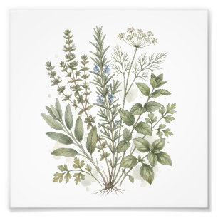 Vintage Culinary Herbs Watercolor Art Photo Print