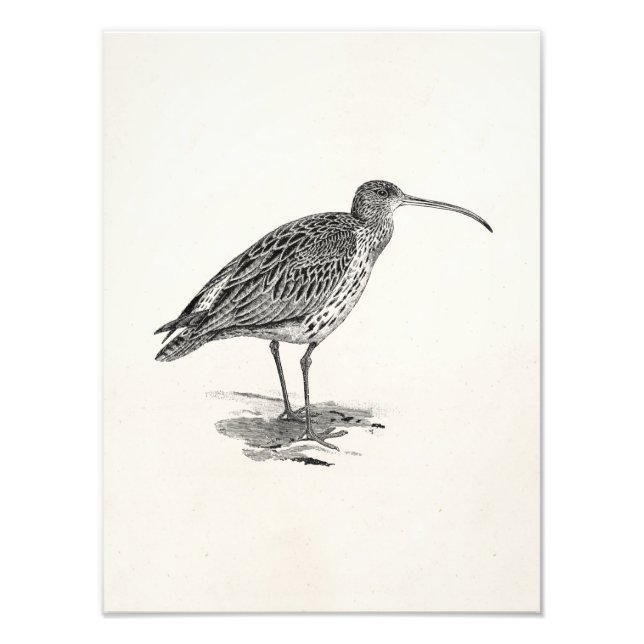 Vintage Curlew Wetland Bird Illustration Template Photo Print (Front)