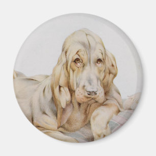 Vintage Cute Bloodhounds, Puppy Dogs by EJ Detmold Magnet