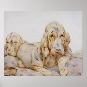 Vintage Cute Bloodhounds, Puppy Dogs by EJ Detmold Poster