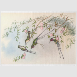 Vintage Cute Hummingbirds by John Gould Tissue Paper