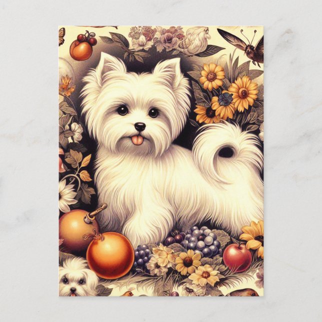 Vintage Cute Maltese Postcard (Front)