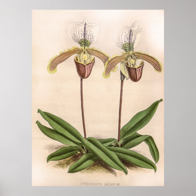 Vintage Cypripedium Orchid Flower Poster (Front)