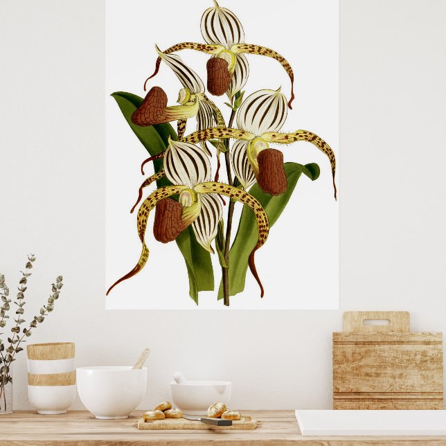Vintage Cypripedium Stonei Orchid Flower Poster (Kitchen)