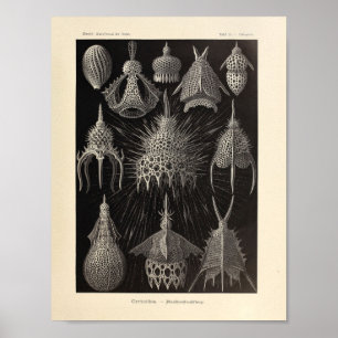 Vintage Cyrtoidea Colour Ernst Haeckel Print