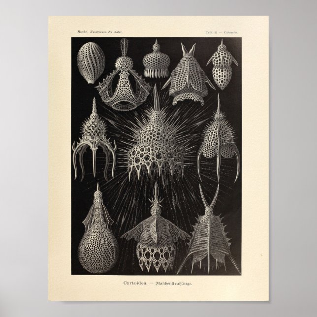 Vintage Cyrtoidea Colour Ernst Haeckel Print (Front)