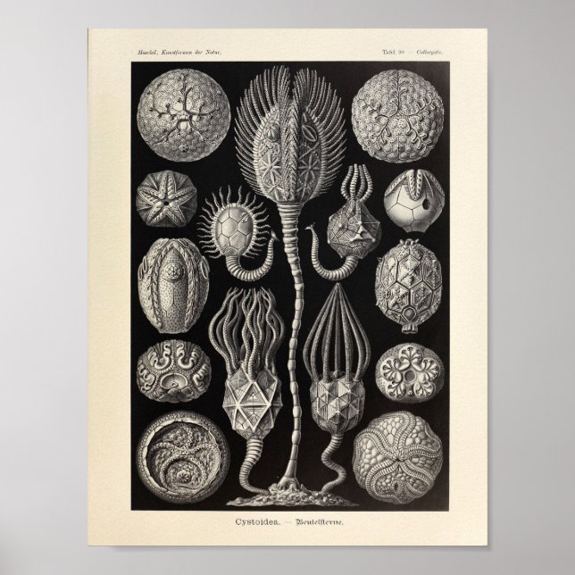 Vintage Cystoidea Ernst Haeckel Art Print (Front)