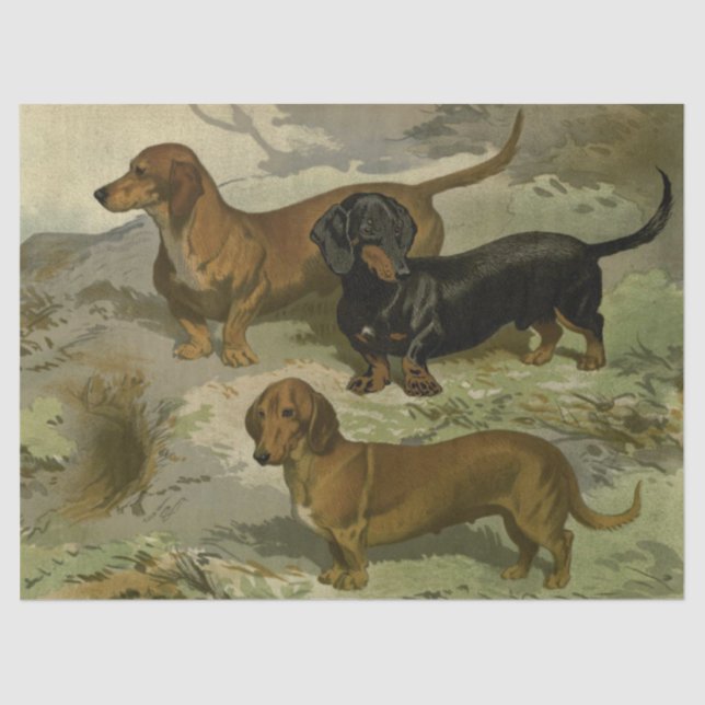 Vintage Dachshunds Tissue Paper (Front)