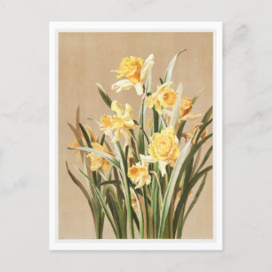 Vintage Daffodil Postcard
