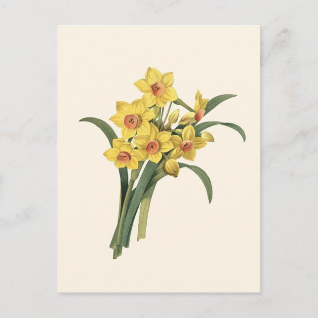 Vintage Daffodils Postcard (Front)